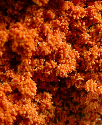 Descloizite on Vanadinite from Commercial Mine, Georgetown, New Mexico
