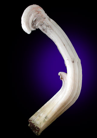 Gypsum var. Ram's Horn from Chihuahua, Mexico