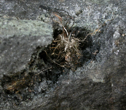 Silver from Zacatecas, Mexico