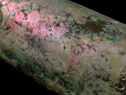 Bacculite from Fort Thomson, Missouri River, South Dakota