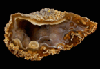 Quartz var. Agate pseudomorphs after Coral (Tampa Bay Coral) from Ballast Point, Tampa Bay, Hillsborough County, Florida