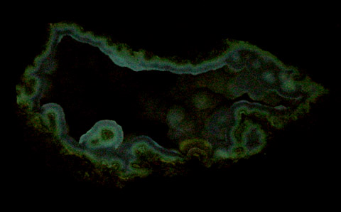 Quartz var. Agate pseudomorphs after Coral (Tampa Bay Coral) from Ballast Point, Tampa Bay, Hillsborough County, Florida