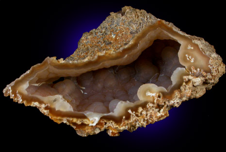 Quartz var. Agate pseudomorphs after Coral (Tampa Bay Coral) from Ballast Point, Tampa Bay, Hillsborough County, Florida