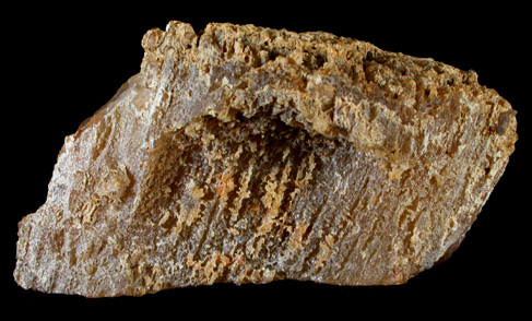 Quartz var. Agate pseudomorphs after Coral (Tampa Bay Coral) from Ballast Point, Tampa Bay, Hillsborough County, Florida