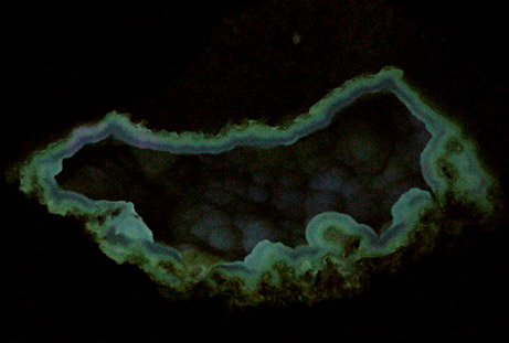 Quartz var. Agate pseudomorphs after Coral (Tampa Bay Coral) from Ballast Point, Tampa Bay, Hillsborough County, Florida