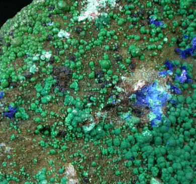 Malachite and Azurite from Metcalf Mine, Clifton-Morenci District, Greenlee County, Arizona