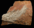 Fossil Fish from Green River Formation, Wyoming