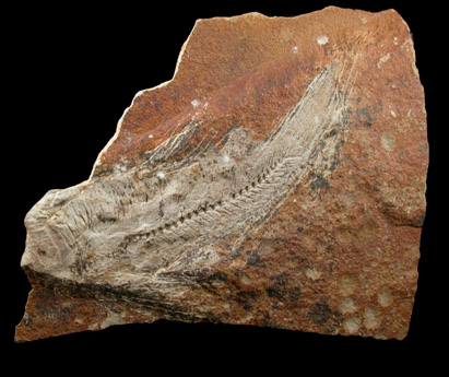 Fossil Fish from Green River Formation, Wyoming