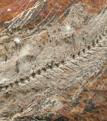 Fossil Fish from Green River Formation, Wyoming