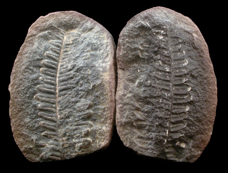 Fossil Fern - Pecopteris from Arizona