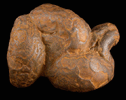 Coprolite (fossilized feces) from Washington