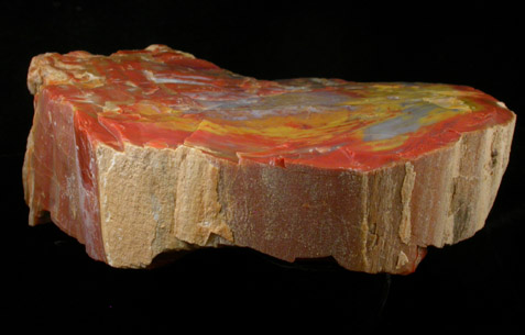 Quartz var. Petrified Wood from Petrified Forest, Apache County, Arizona
