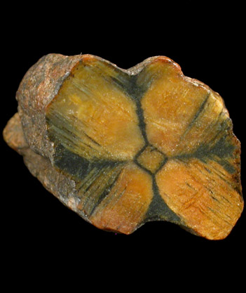 Andalusite var. Chiastolite from Daulton, Madera County, California