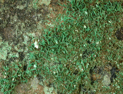 Torbernite from Chalk Mountain Mine, Mitchell County, North Carolina