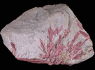 Elbaite var. Rubellite in Lepidolite from Stewart Mine, Pala District, San Diego County, California