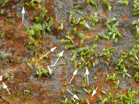 Pyromorphite with Wulfenite from Wheatley Mine, Phoenixville, Chester County, Pennsylvania