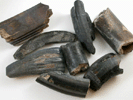 Fossilized Horse Teeth from Apollo Beach, Hillsborough County, Florida