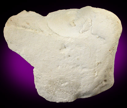 Limestone Chalk from White Cliffs of Dover, Kent, England