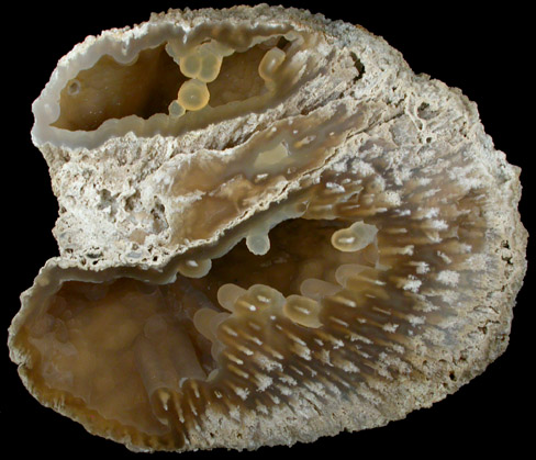 Quartz var. Agate pseudomorphs after Coral (Tampa Bay Coral) from Ballast Point, Tampa Bay, Hillsborough County, Florida