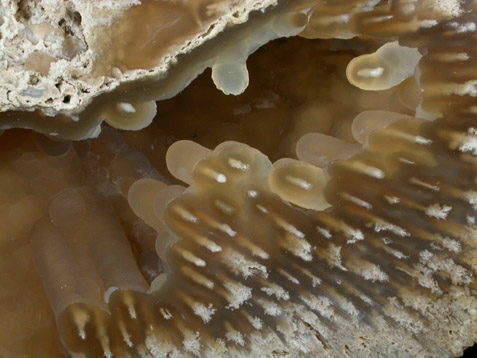 Quartz var. Agate pseudomorphs after Coral (Tampa Bay Coral) from Ballast Point, Tampa Bay, Hillsborough County, Florida