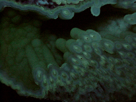 Quartz var. Agate pseudomorphs after Coral (Tampa Bay Coral) from Ballast Point, Tampa Bay, Hillsborough County, Florida