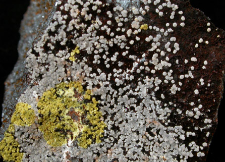 Cyrilovite and Strengite from Iron Monarch Quarry, Iron Knob, South Australia, Australia