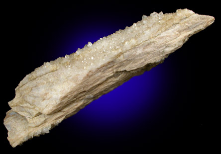 Quartz var. Petrified Wood from Black Hills, South Dakota