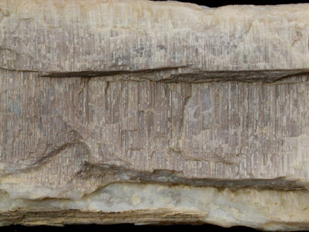 Quartz var. Petrified Wood from Black Hills, South Dakota