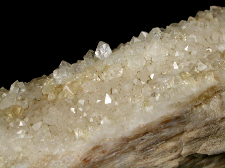 Quartz var. Petrified Wood from Black Hills, South Dakota