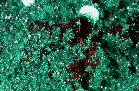 Brochantite with Aurichalcite from Mina Vieja, Potrerillos, Atacama, Chile