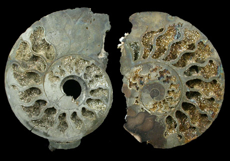 Pyritized Ammonite from near Moscow, Central Federal District, Russia