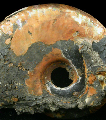 Pyritized Ammonite from near Moscow, Central Federal District, Russia