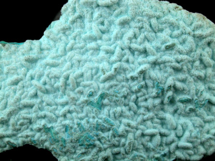 Chrysocolla from Morenci Mine, Clifton District, Greenlee County, Arizona