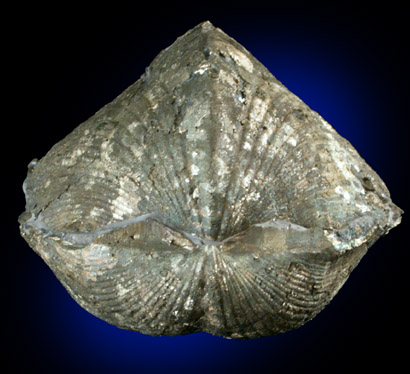Pyritized Fossil Neospirifer from Ohio