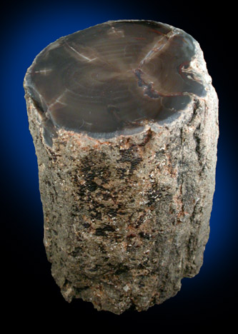 Quartz var. Petrified Wood (Limb Cast) from Oregon