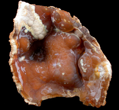 Quartz var. Agate pseudomorphs after Coral (Tampa Bay Coral) from Ballast Point, Tampa Bay, Hillsborough County, Florida