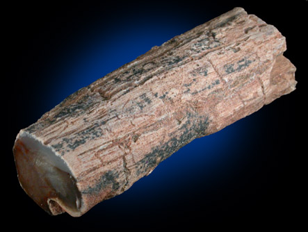 Quartz var. Petrified Wood (Limb Cast) from Oregon
