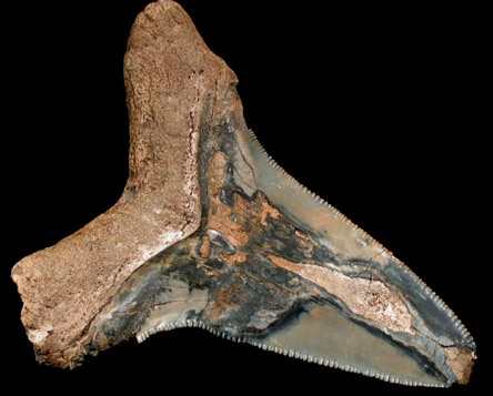 Fossilized Shark Tooth (Megalodon) from Florida