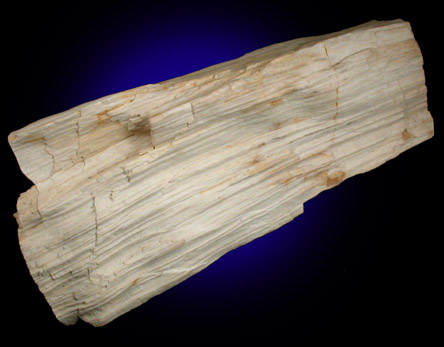 Quartz var. Silicified Wood from near Little Rock, Pulaski County, Arkansas