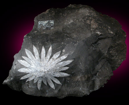 Celestine var. Chrysanthemum Stone from Luxi, Hunan, China