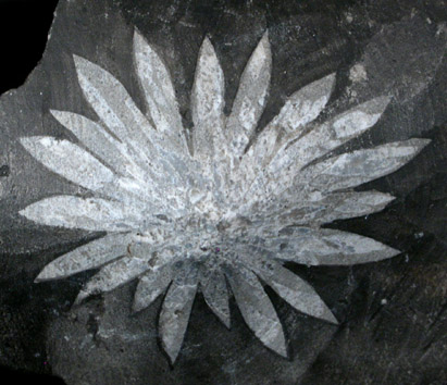 Celestine var. Chrysanthemum Stone from Luxi, Hunan, China