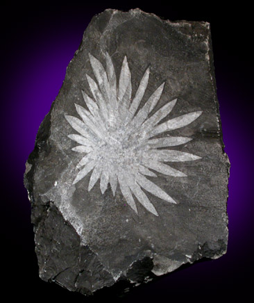 Celestine var. Chrysanthemum Stone from Luxi, Hunan, China