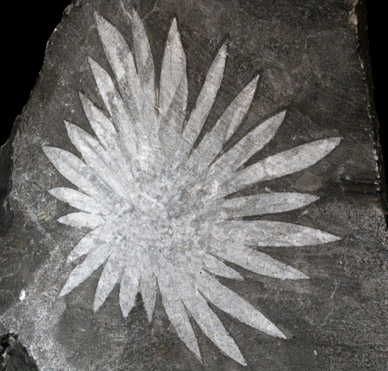 Celestine var. Chrysanthemum Stone from Luxi, Hunan, China