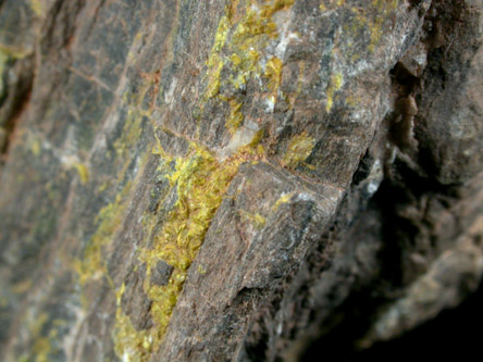 Carnotite on Petrified Wood from Uravan-Paradox Valley region, Montrose County, Colorado