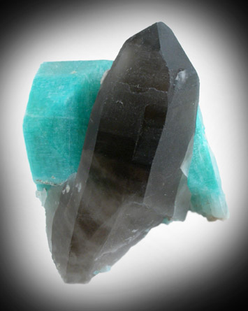 Quartz var. Smoky with Microcline var. Amazonite from White Cap Pocket, Smoky Hawk Mine, Florissant, Teller County, Colorado