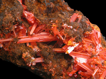 Crocoite from Dundas, Tasmania, Australia