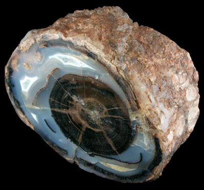 Quartz var. Petrified Wood from Oregon