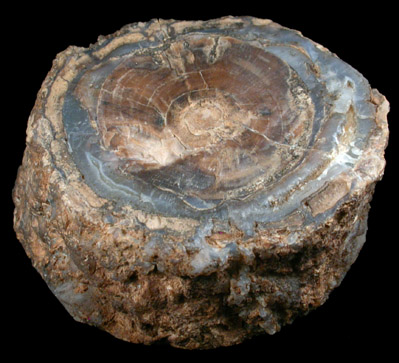 Quartz var. Petrified Wood from Oregon