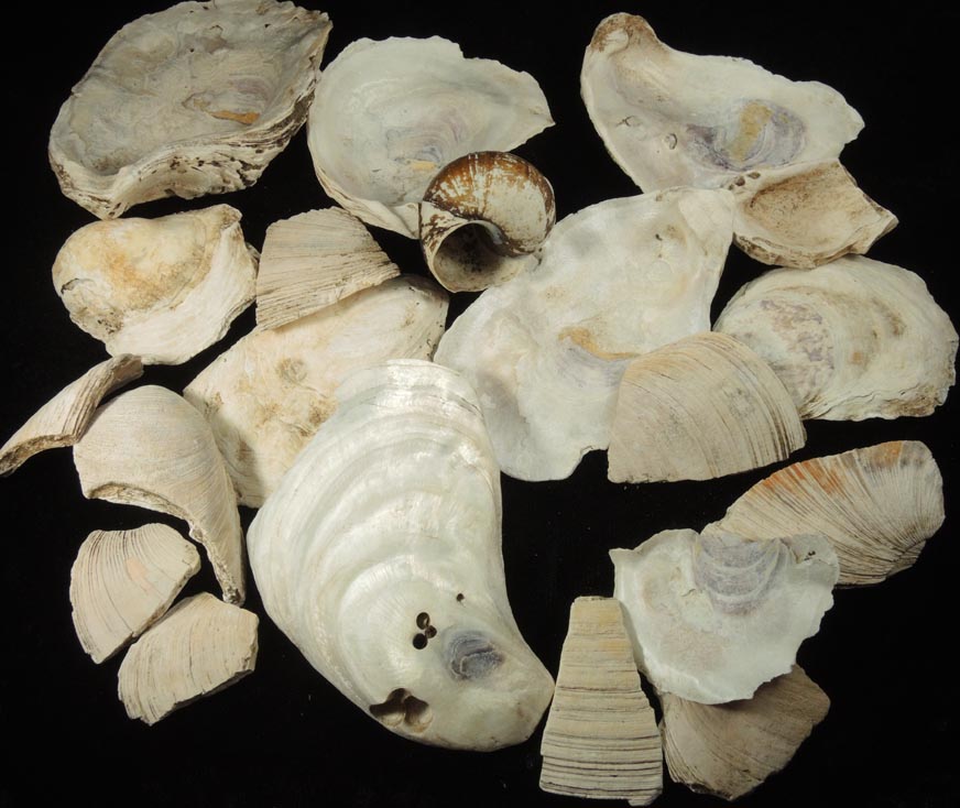Oyster Shells from midden probably from the Black Horse Tavern, Manhattan Island, near McGowan's Pass, New York City, New York County, New York