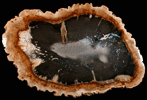 Quartz var. Petrified Palm Wood from Catahoula Formation, Texas